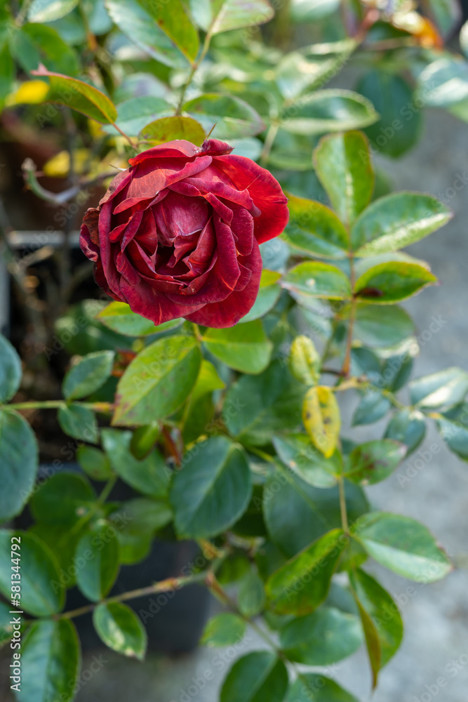 Hot cocoa rose flower bloom in garden spring summer time Hot cocoa rose flower bloom in garden spring summer time
