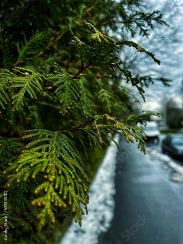 A beautiful twig of thuja among the damp streets of the city.