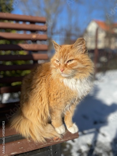 A red cat basks in the rays of the morning sun.