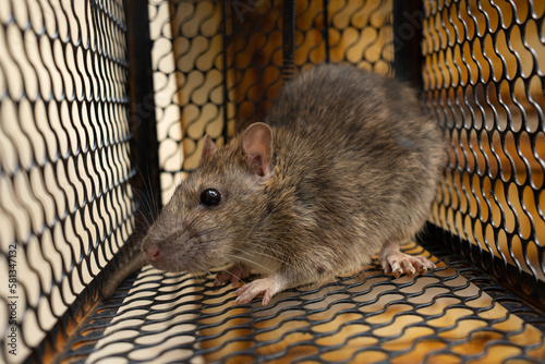 Photography f rat trapped in the iron cage