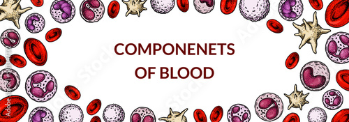 Blood cells background. Design for blood test, anemia, donation, hemophilia, laboratory scientific research concepts. Vector illustration in sketch style