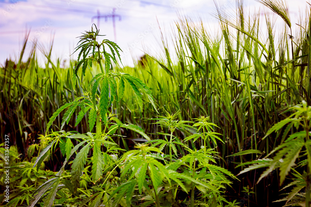 Fototapeta premium Industrial hemp, sativa grow under wheat