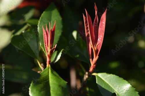 Red robin shoots. Rosaceae evergreen tree. The red color of the new shoots is beautiful and it is resistant to pests  so it is often used as a hedge.