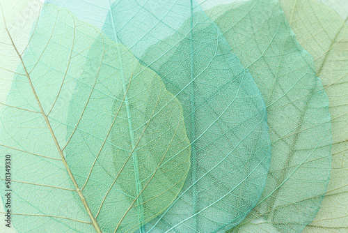 Colorful transparent and delicate skeleton leaves
