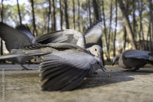 Pigeons eating in the forest