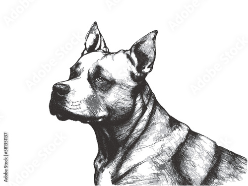 Tableau sur toile Portrait of a Pit Bull Terrier