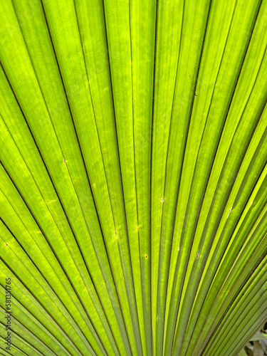 Palm leaf texture for spring and summer background. Tropical green leaves background and texture. Botany green banner
