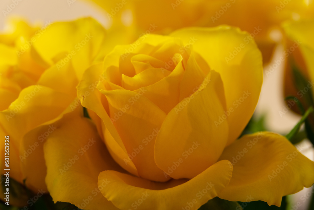 blossomed roses in a beautiful deep yellow closeup