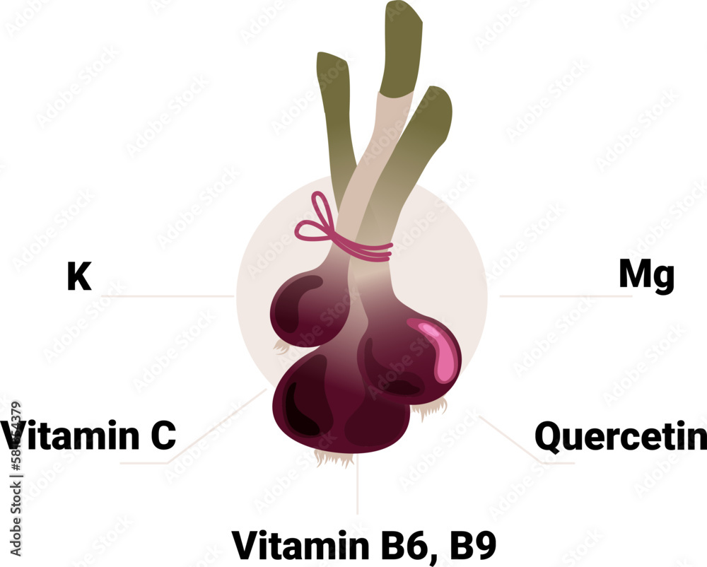 Vector onion with its constituent vitamins and minerals, including