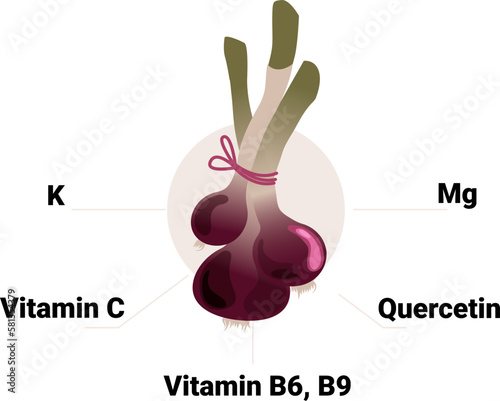 Vector onion with its constituent vitamins and minerals, including vitamin C, B6, B9, folic acid, magnesium, potassium, quercetin. Educational health benefits illustration.