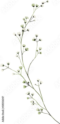 Baby breath flower watercolor photo