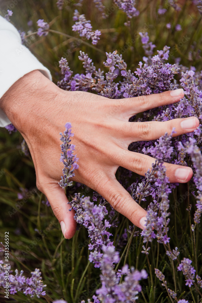 Close of up hand running through purple lavender Close of up hand running through purple lavender