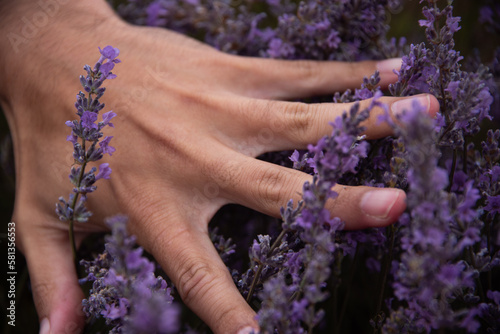 Fototapeta Naklejka Na Ścianę i Meble -  Close of up hand running through purple lavender