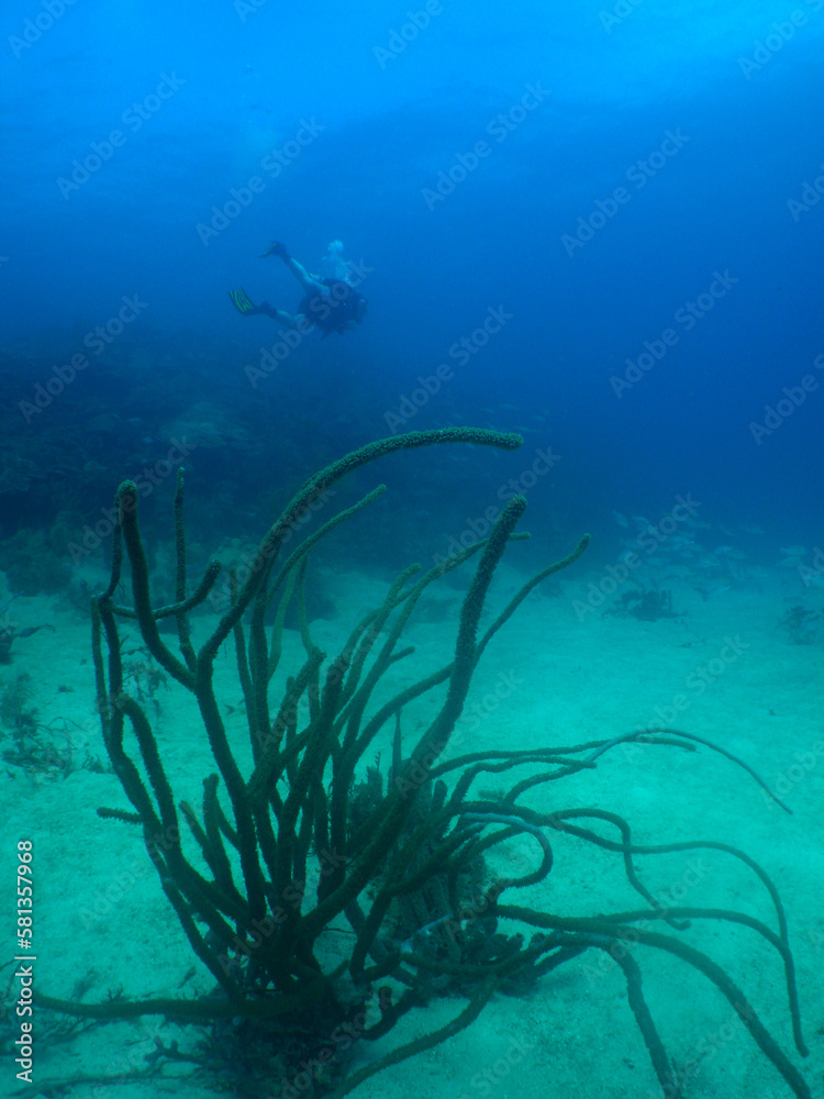 some divers exploring the coral reef in the caribbean sea