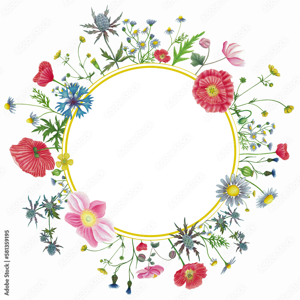 Wild flowers hand drawn round frame with poppy, camomile, cornflower, anemone, buttercup, eryngium on white isolated Wild flowers hand drawn round frame with poppy, camomile, cornflower, anemone, buttercup, eryngium on white isolated
