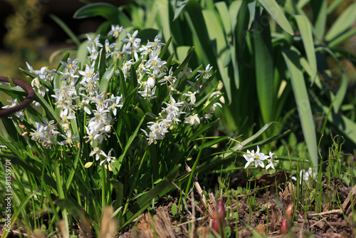 White snowdrops in the garden on a spring sunny day.