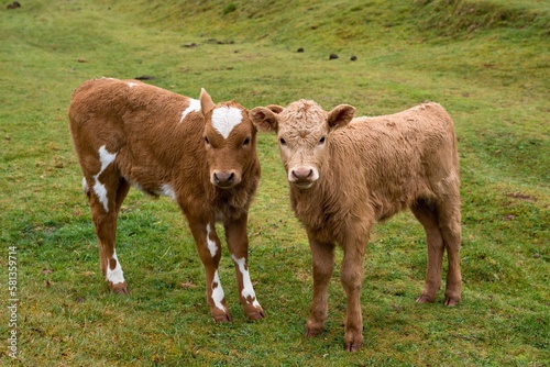 Obraz na plátně Two young cute calves at Fanal Forest, Madeira, Portugal, Europe