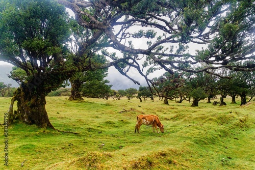 Fanal, ancient laurisilva forest, Madeira, Portugal. UNESCO. View of an old laurel tree in laurel tree forest. Cows in Fanal Forestry. 
