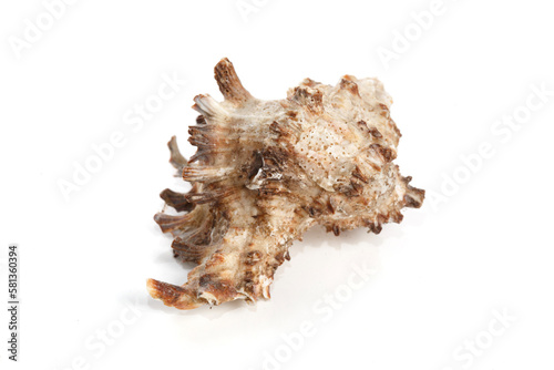 Sea mollusk shell isolated on white background.