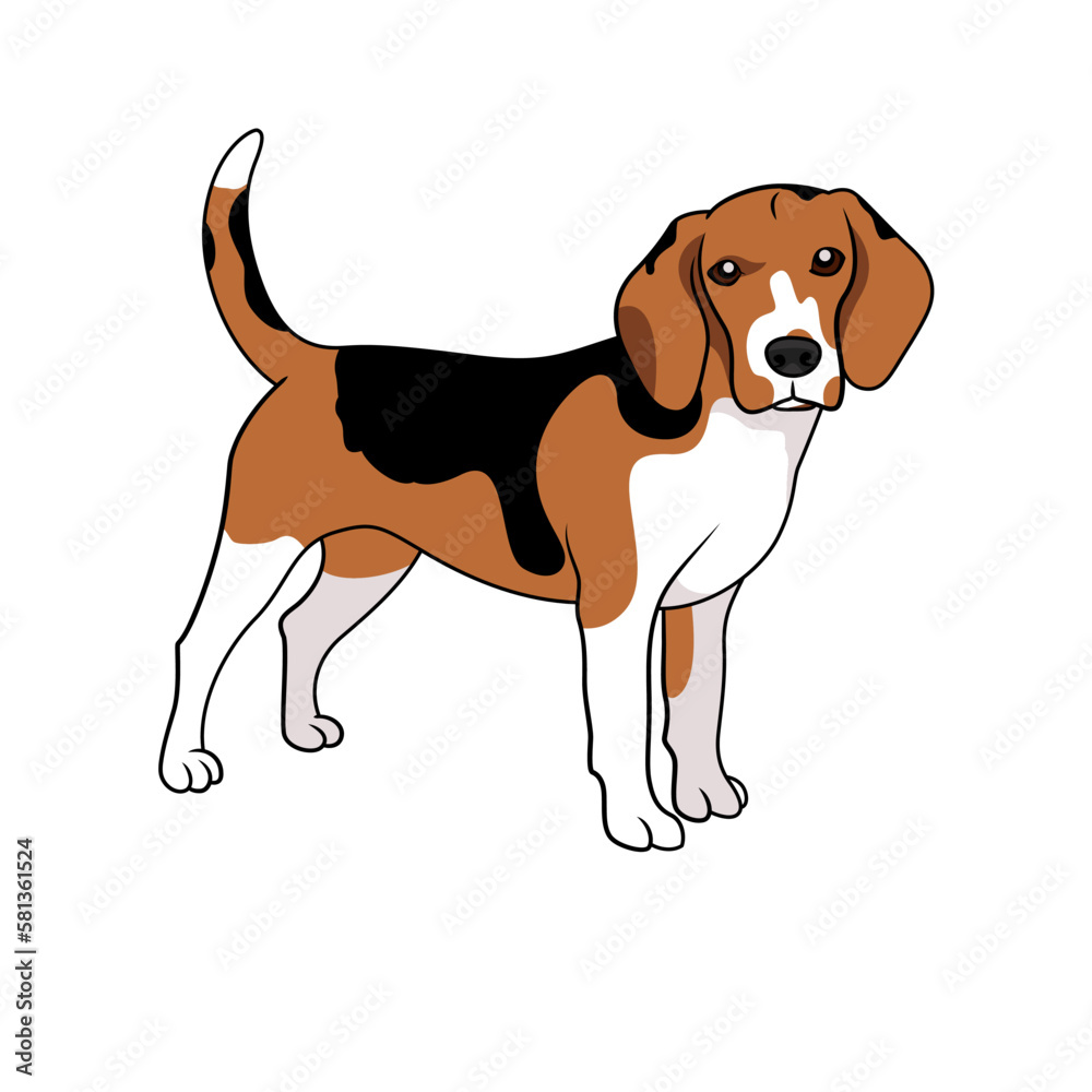 Beagle dog breed doodle style vector illustration line clip art