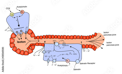 Acinus and Ductus GI System cells Isoton Sekretin Receptor  anatomy and physiology vector illustration
