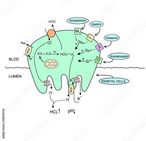 Physiology of the Gastric Parietal Cell explanation diagram vector illustration photo