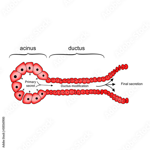 Acinus and Ductus GI System cells anatomy and physiology vector illustration