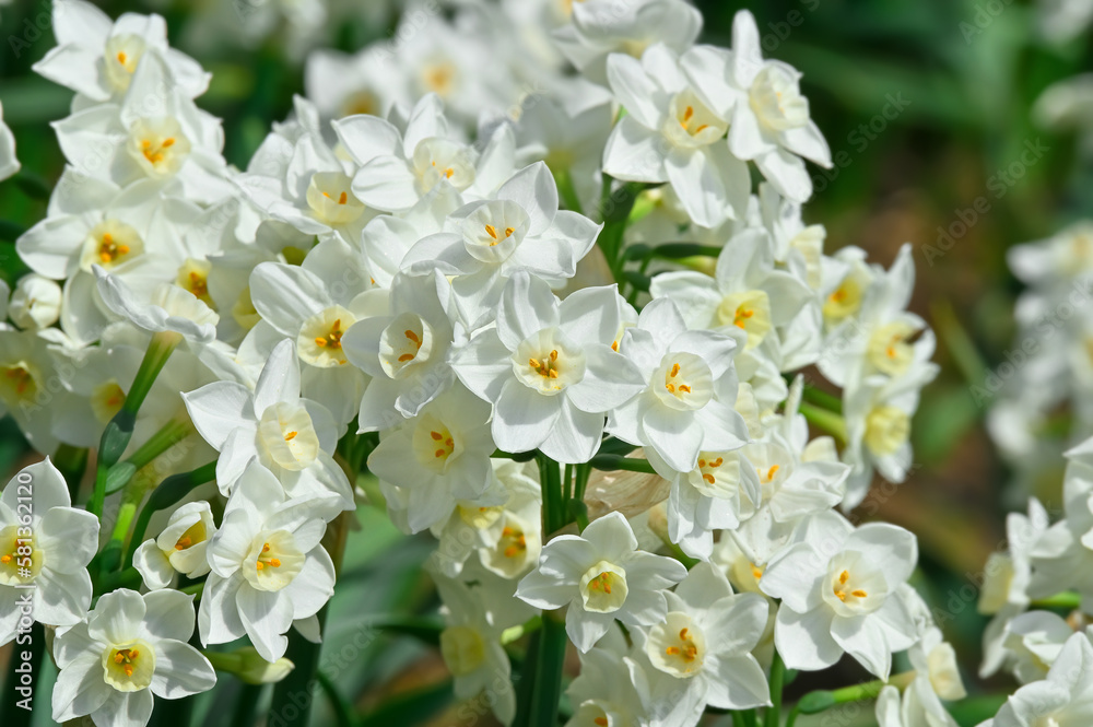 水仙の花(Narcissus) 水仙の花(Narcissus)