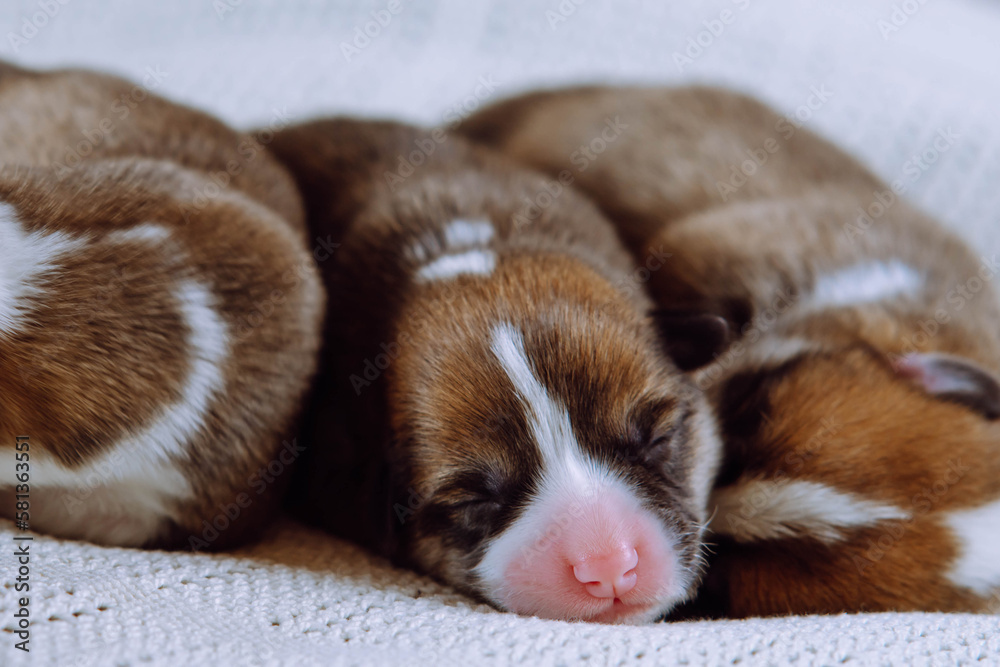 Three furry multicolored brown, white and black blind welsh corgi puppies sleeping together on white soft blanket in row