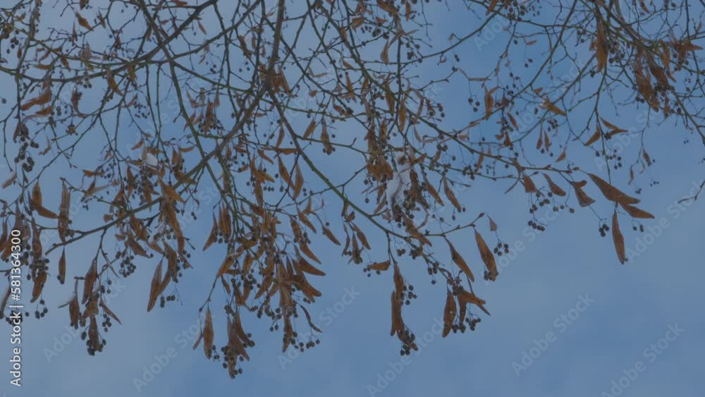 Hanging Brown Autumn Leaves Against Blue Skies. Low Angle, Slow Motion Hanging Brown Autumn Leaves Against Blue Skies. Low Angle, Slow Motion