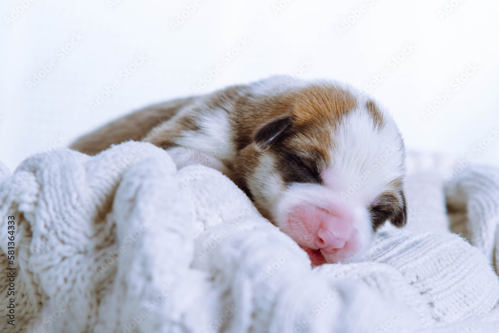 Close up adorable tricolored Welsh corgi puppy sleep on a white soft blanket in studio. Comfortable sleep well and tight
