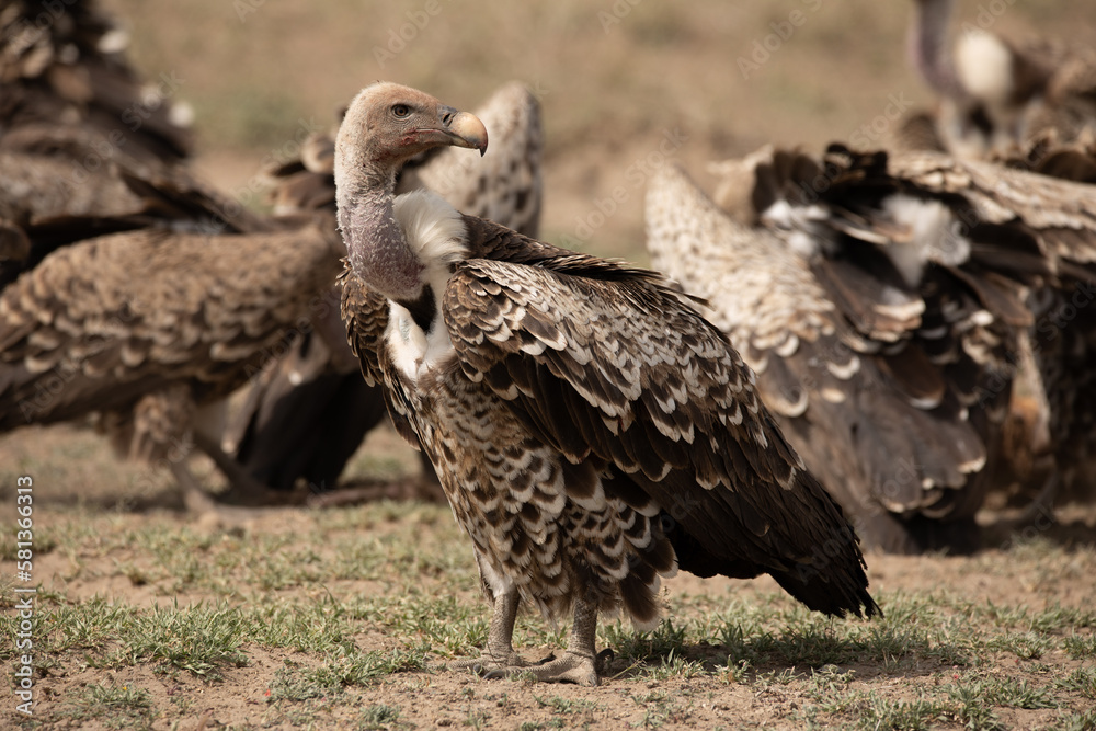 Vultures feeding on a dead Thomson's gazelle in Serengeti National Park, Tanzania