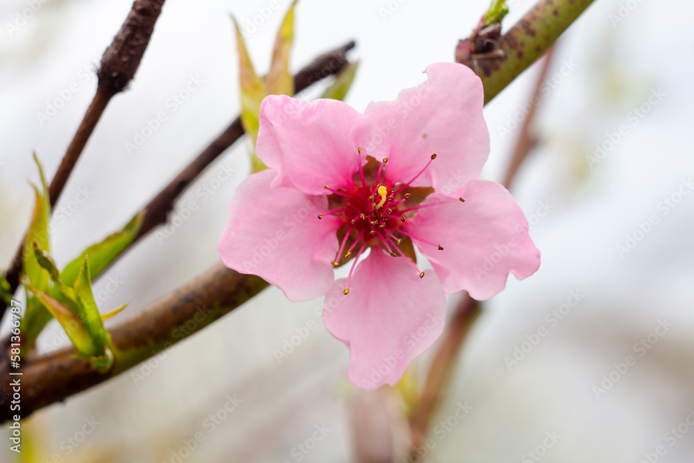 Obraz premium Branch of nectarine tree in the spring orchard.