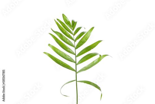 Concept of nature  leaves  isolated on white background