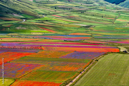 Lentil flowering with poppies and cornflowers in Castelluccio di Norcia, Italy photo