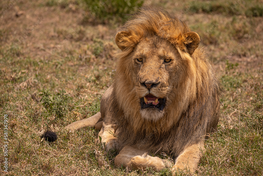A huge, male lion resting near a watering hole in Serengeti National Park, Tanznia A huge, male lion resting near a watering hole in Serengeti National Park, Tanznia