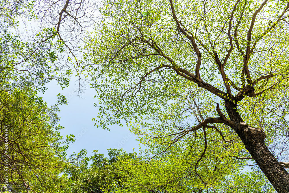 Obraz premium Low-angle view of Terminalia mantaly trees with the blue sky in the park.