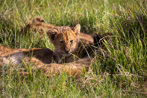 Lion cub resting with it s pride in the Ngorongoro Crater  Tanzania
