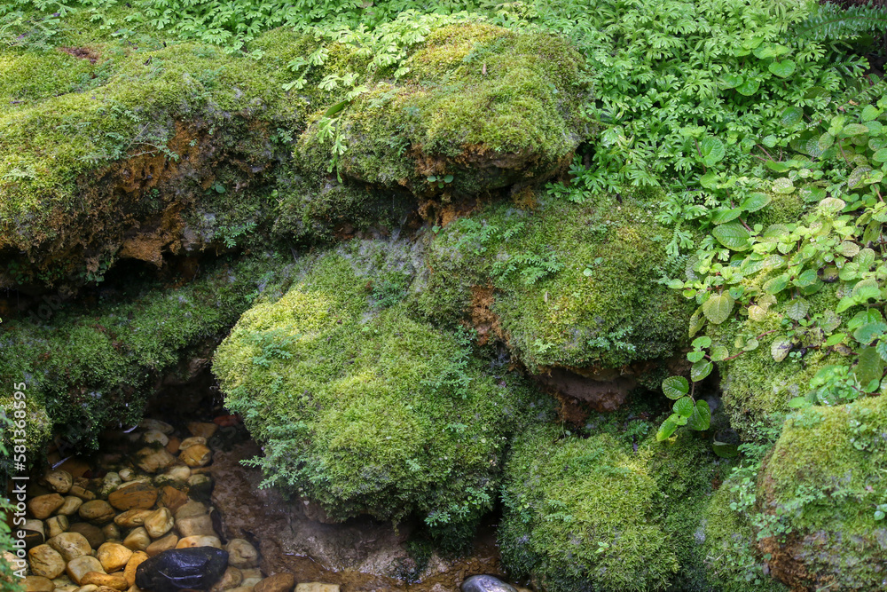 Beautiful green moss on the floor, moss closeup, macro. Beautiful green moss on the floor, moss closeup, macro.
