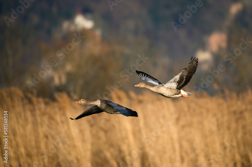 Greylag goose flies over the shores of Lake Constance © Thomas