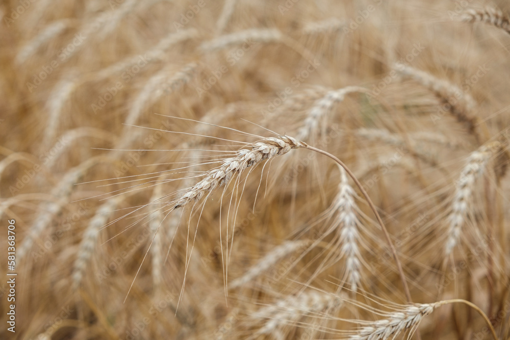 Rural landscape of a ripening harvest, Ripe wheat background close up Rural landscape of a ripening harvest, Ripe wheat background close up
