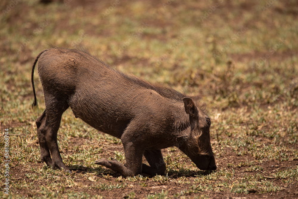 A young warthog grassing in the Ngorongoro Crater, Tanzania