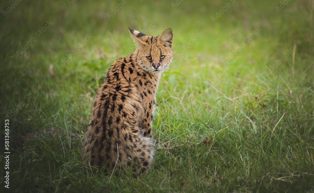 Amazing serval hunting and resting in the Ngorongoro Crater, Tanzania Amazing serval hunting and resting in the Ngorongoro Crater, Tanzania