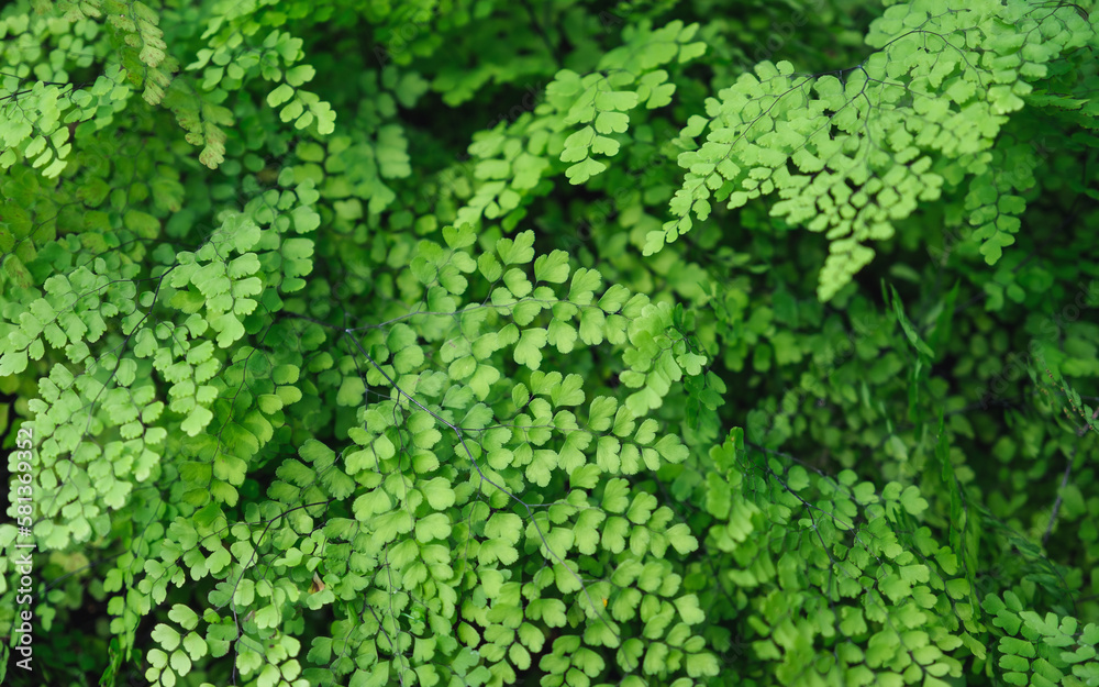 Closeup image of Brittle maidenhair fern or Adiantum tenerum in the garden Closeup image of Brittle maidenhair fern or Adiantum tenerum in the garden