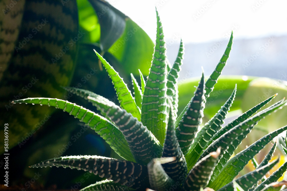 Green cactus leaves photographed from a close distance. Green cactus leaves photographed from a close distance.
