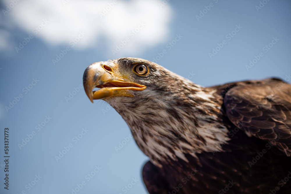 Fototapeta premium portrait of sea ​​eagle