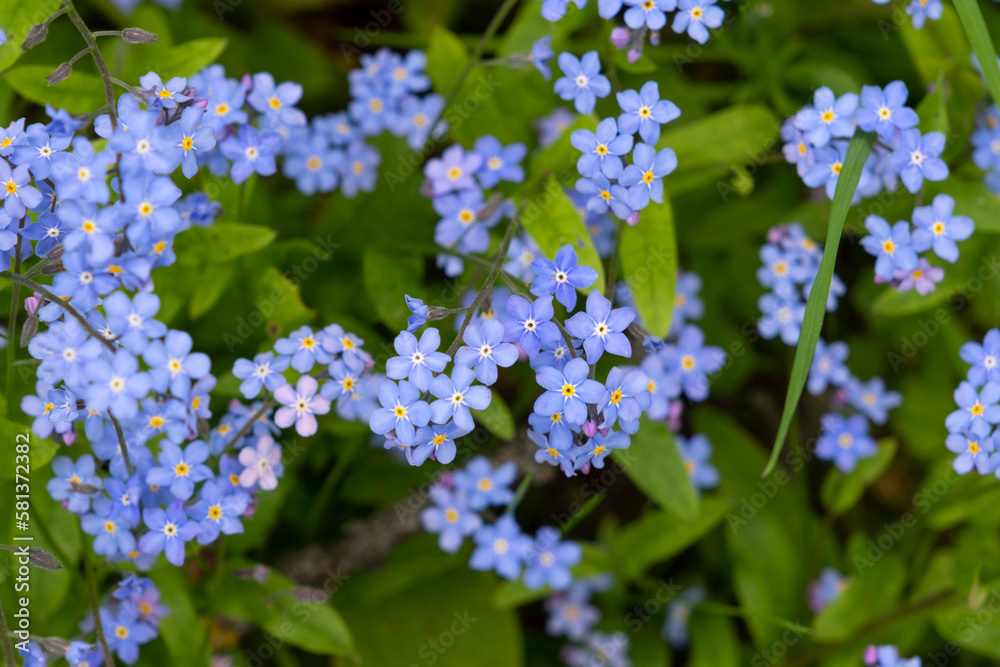 Blue spring flowers with green leaves as background, spring background