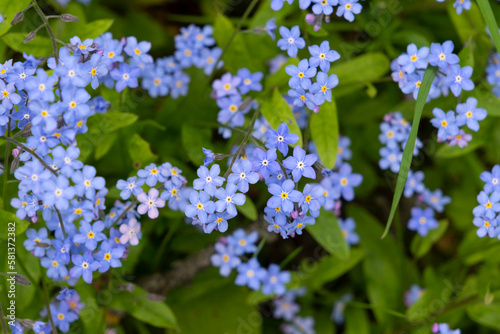 Blue spring flowers with green leaves as background, spring background