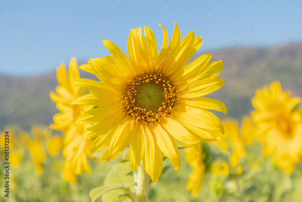 Yellow Sunflower blooming field natural background Yellow Sunflower blooming field natural background