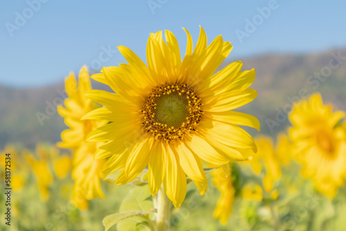 Yellow Sunflower blooming field natural background
